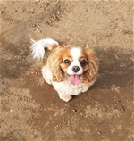 Balou