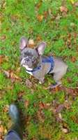 Charley