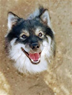 Koda